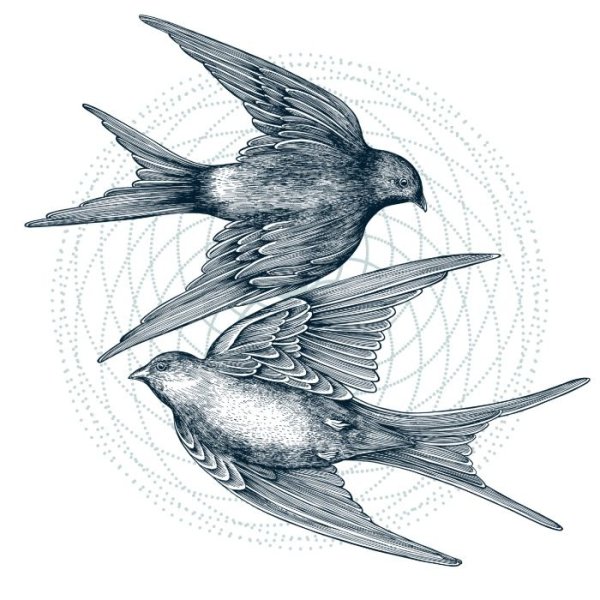 Ласточка Графика