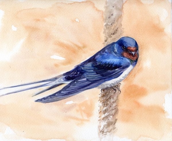 Ласточка живопись