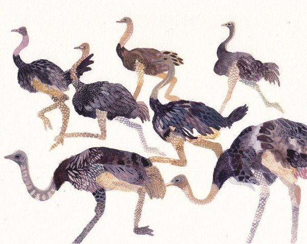 Страус графический дизайн