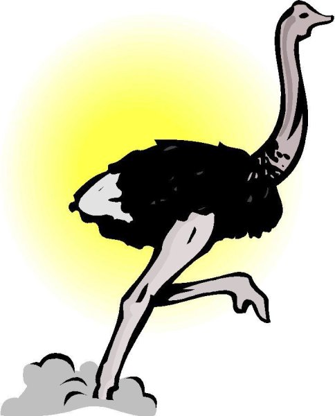 Танцующий страус