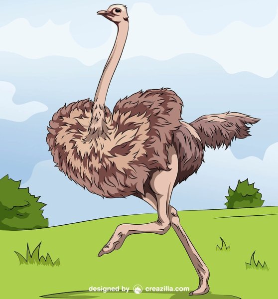 Страус мультяшка