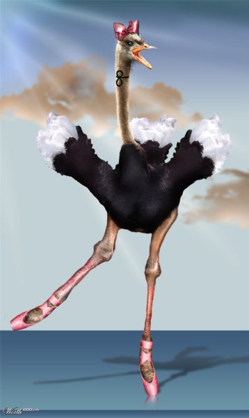 Страус бегает