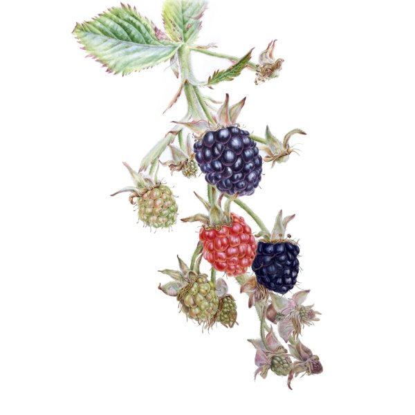 Ежевика картина