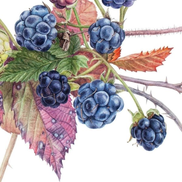Ботаническая живопись акварелью ежевика