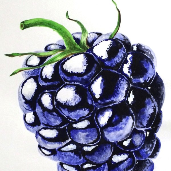 Ежевика иллюстрация
