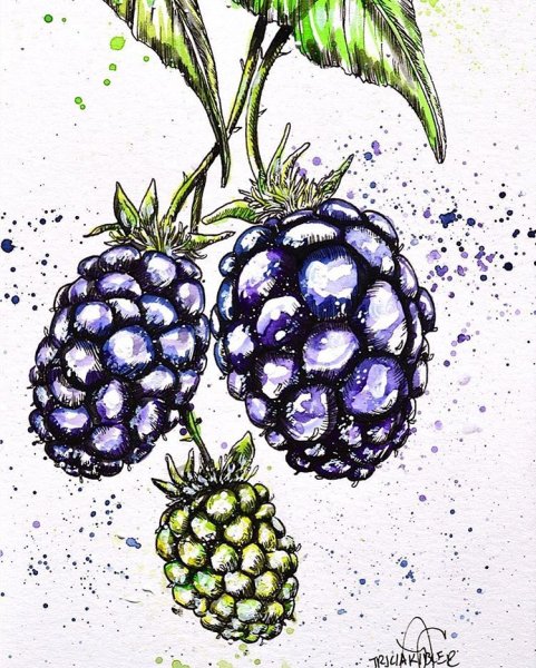 Ежевика артфурт