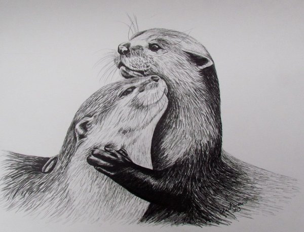 Выдра карандашом