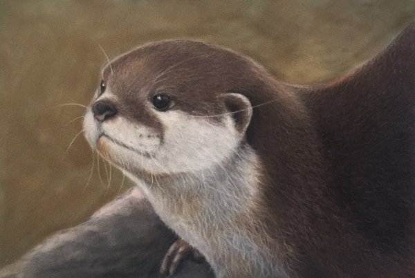 Расселл выдра