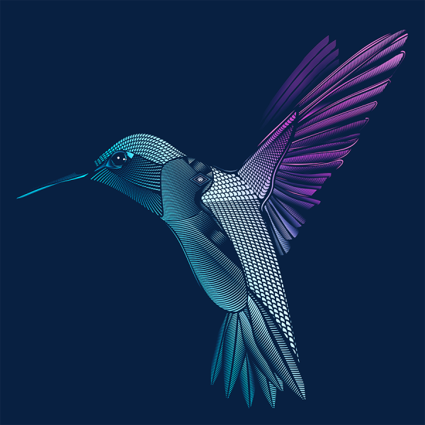 Колибри птица арт