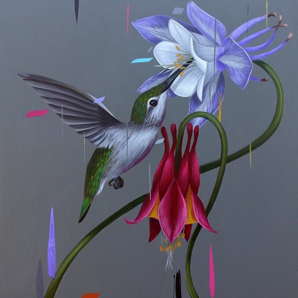 Коломбина Колибри