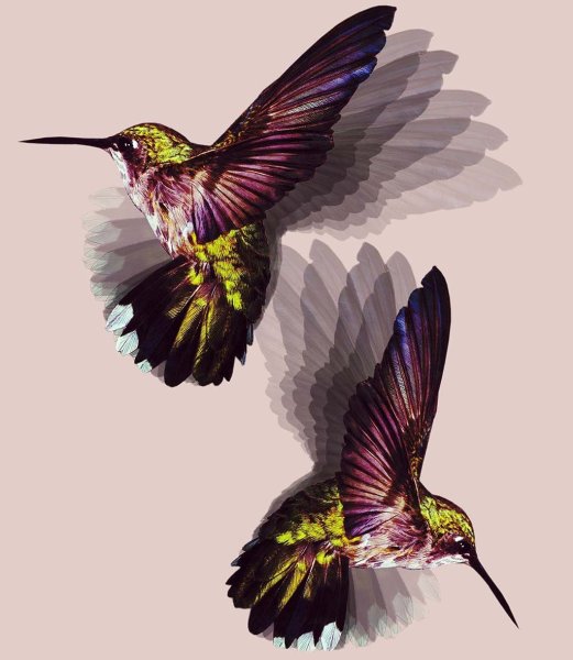 Крылья Колибри