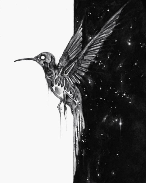 Черная Колибри