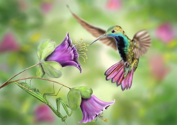 Колибри арт
