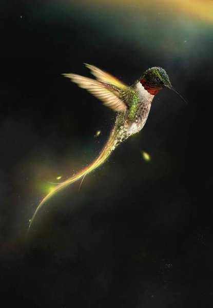 Светящиеся птицы