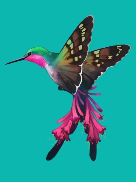 Колибри референс