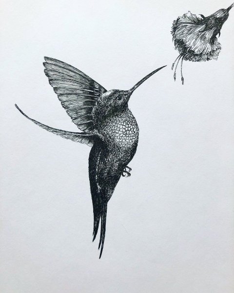 Колибри арт карандашом