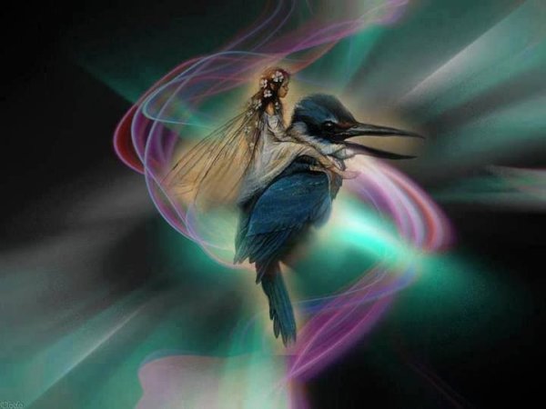 Колибри в магии