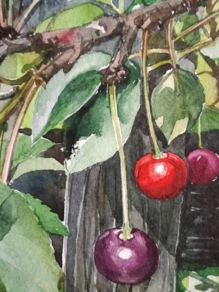 Андрияка вишня акварель