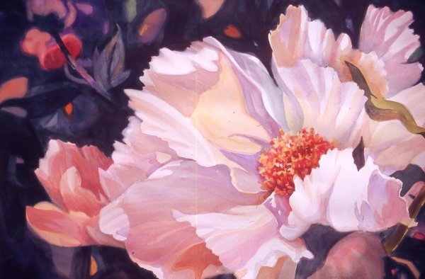 Пионы Marianne Broome