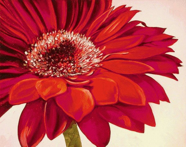 Marcia Baldwin цветы