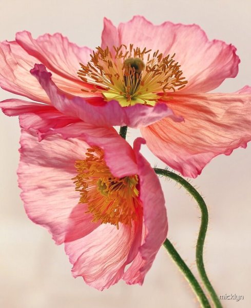 Ботаническая Акварельная живопись Мак