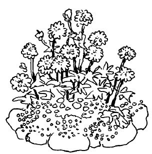 Клумба с цветами черно белая