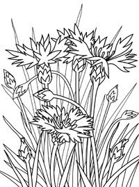 Раскраска полевые цветы на лугу