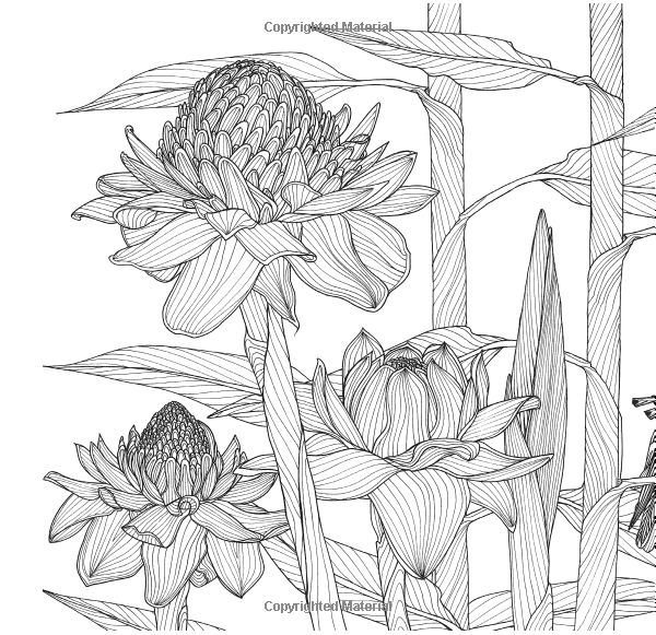 Экзотические растения раскраска