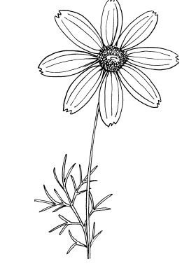 Космея раскраска для детей