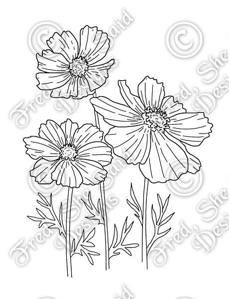 Космея цветок раскраска