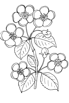 Цвет яблони раскраска