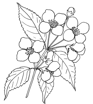 Цветок жасмина раскраска