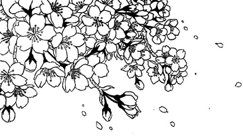 Цветущая Сакура раскраска