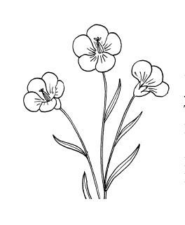Раскраска лён цветок