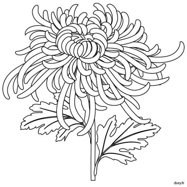 Разукрашка Хризантема