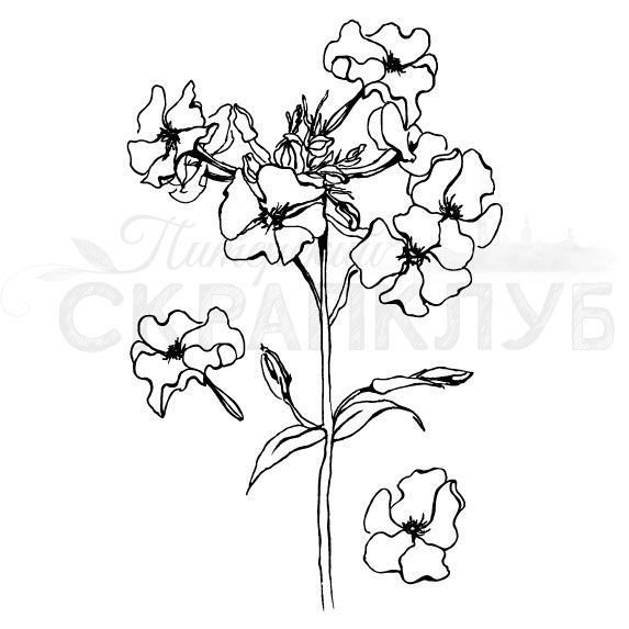 Флокс схематично