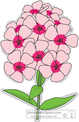 Нарисовать Флоксы ребенку