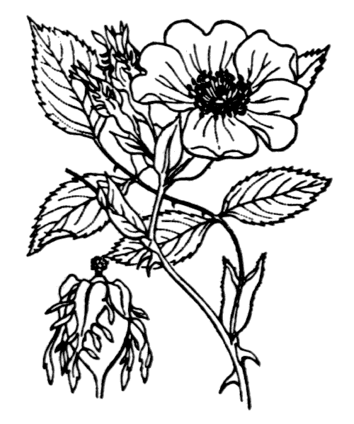 Шиповник для распечатки