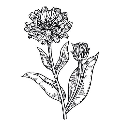 Календула контур