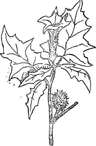 Дурман обыкновенный рисунок