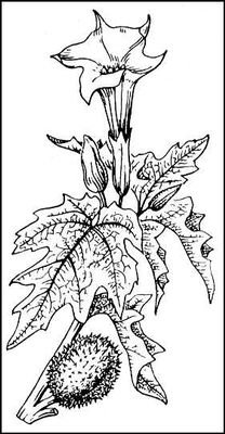 Дурман обыкновенный рисунок