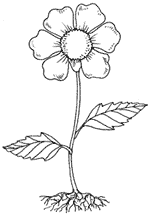 Части растений раскраска