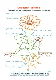 Растения задания для дошкольников