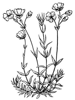 Ясколка Биберштейна