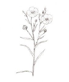 Раскраски цветы лен (30 фото)