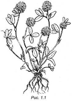 Клевер Луговой раскраска