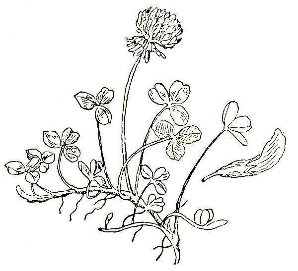 Клевер Луговой