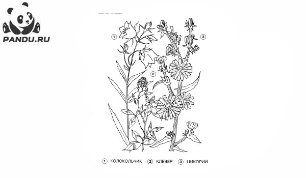 Раскраски цветы клевер (37 фото)