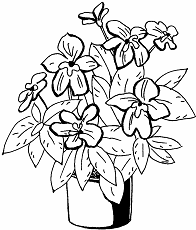 Комнатные растения бальзамин раскраска