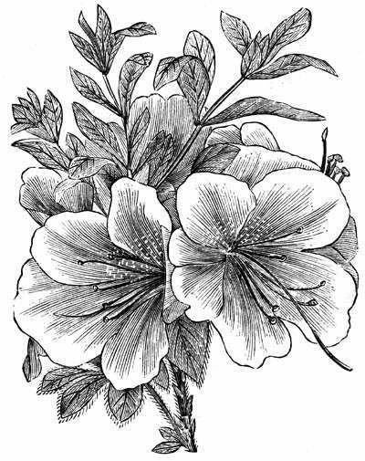 Рододендрон скетч